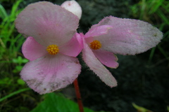 Begonia concanensis